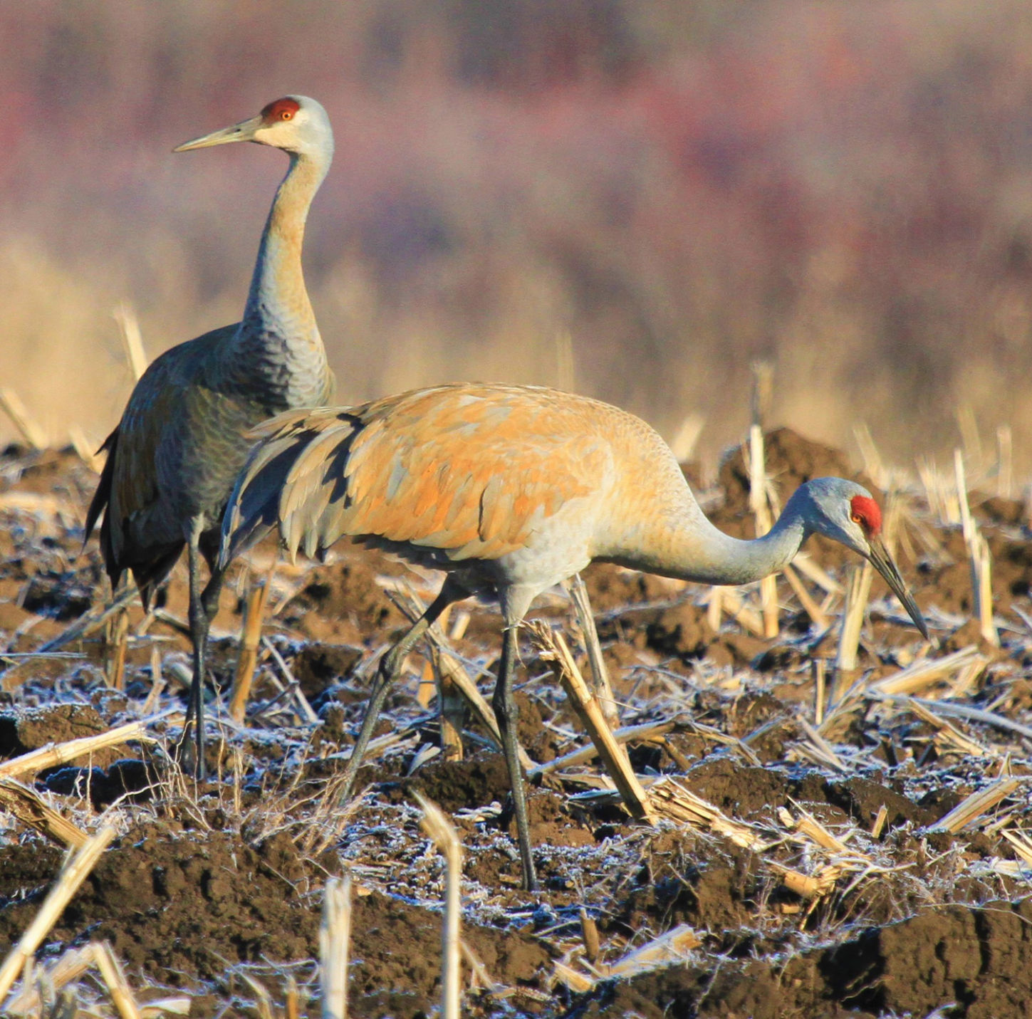 sandhill cranes